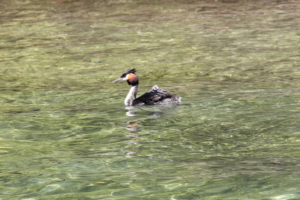 Birdlife on Display from Million Dollar Lake Cruise